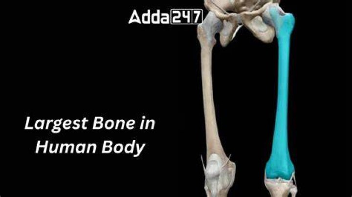 The Largest Bone in the Human Body: Everything You Need to Know
